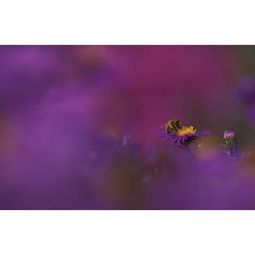 MI, Honeybee pollinating aster blossom